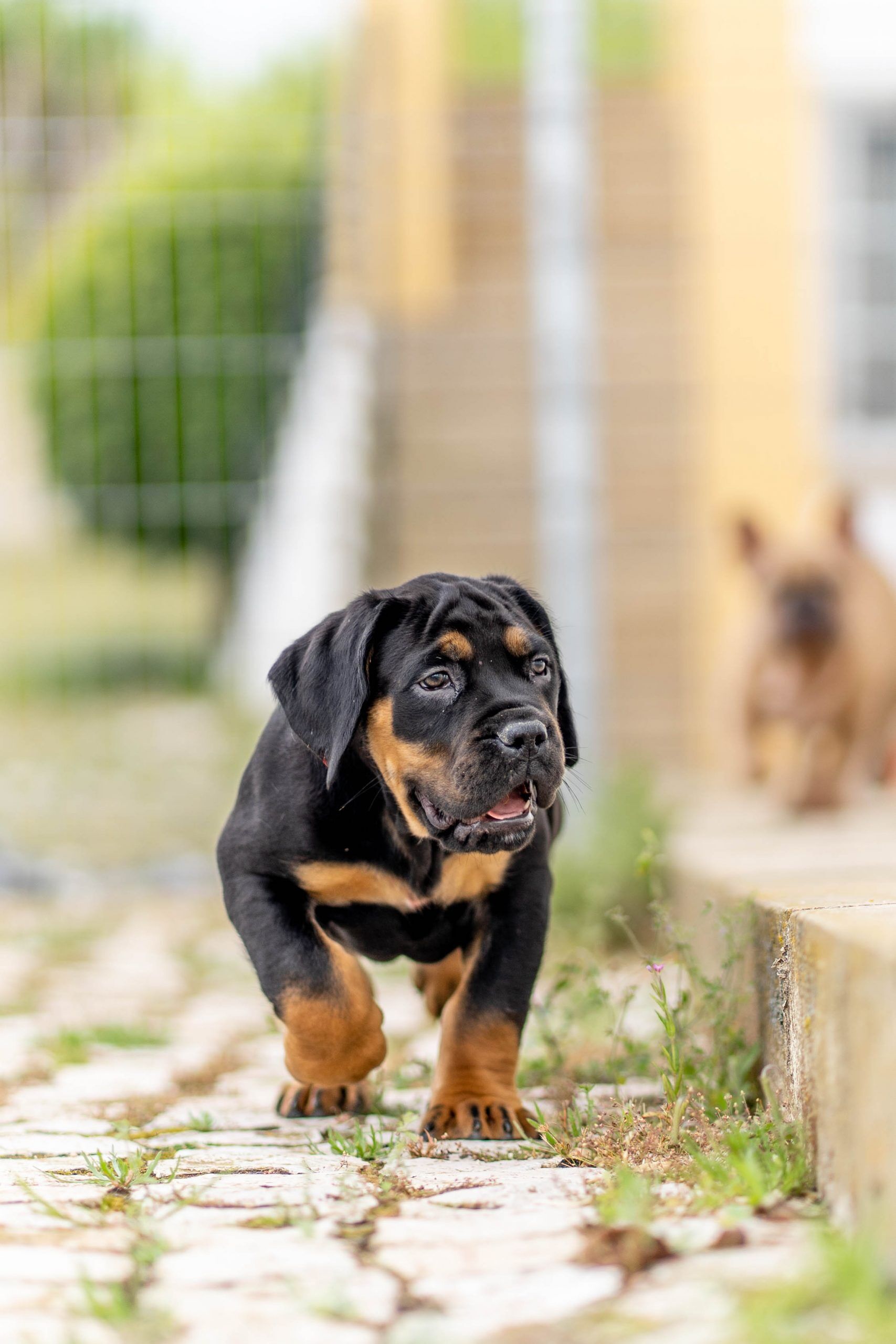 Giant boerboel puppies for fashion