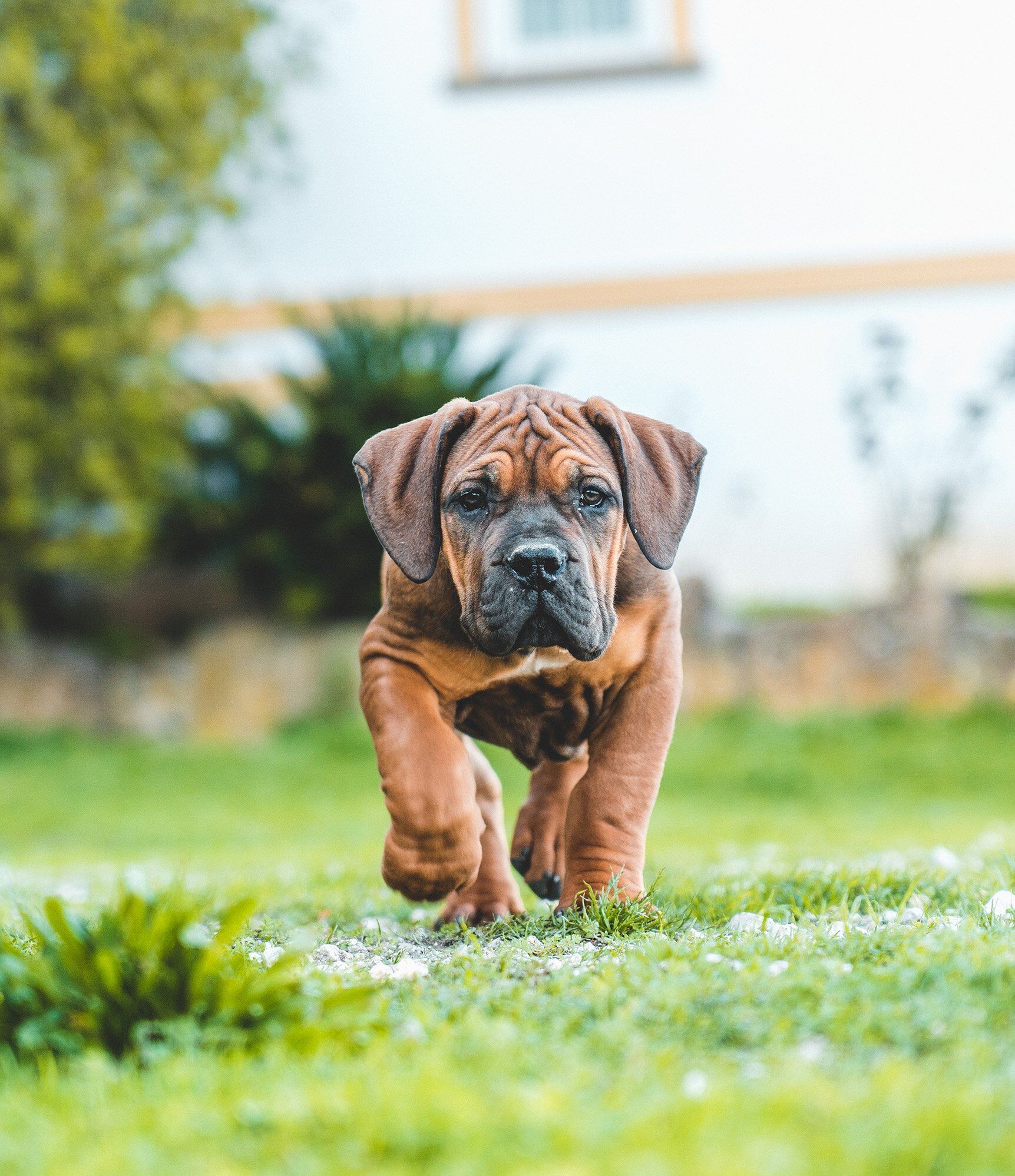 Boerboel shops mastiff for