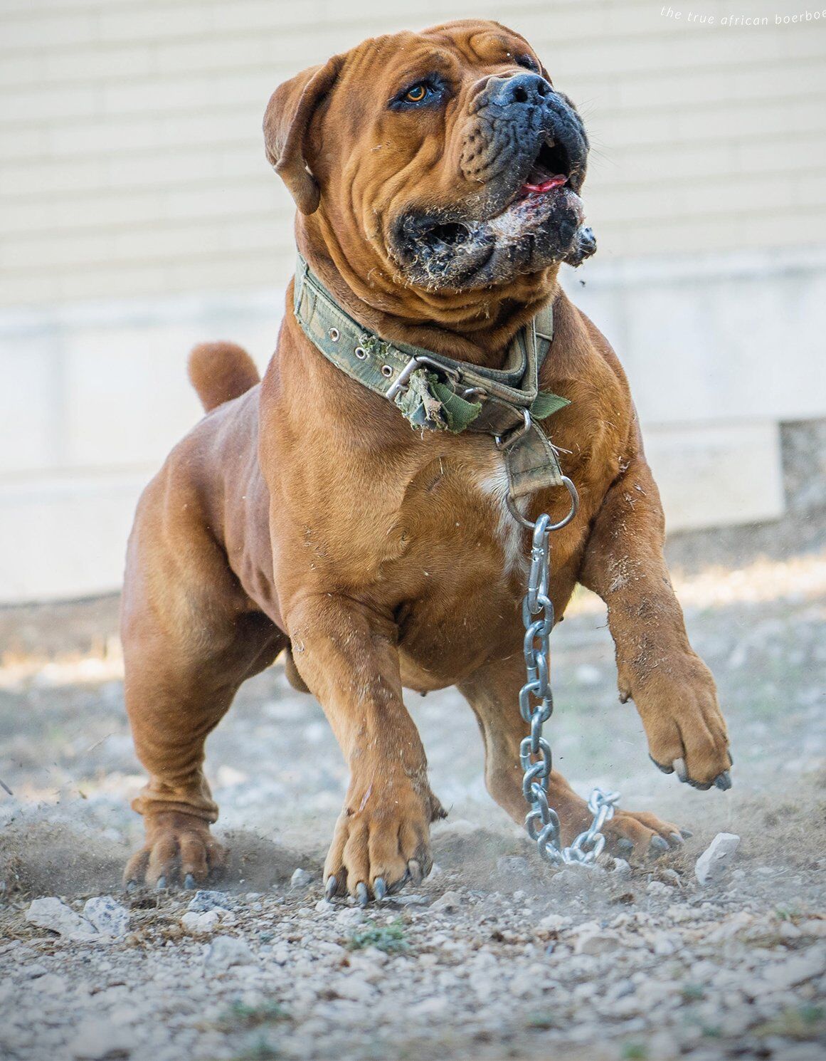 Fashion boerboel temperament confident